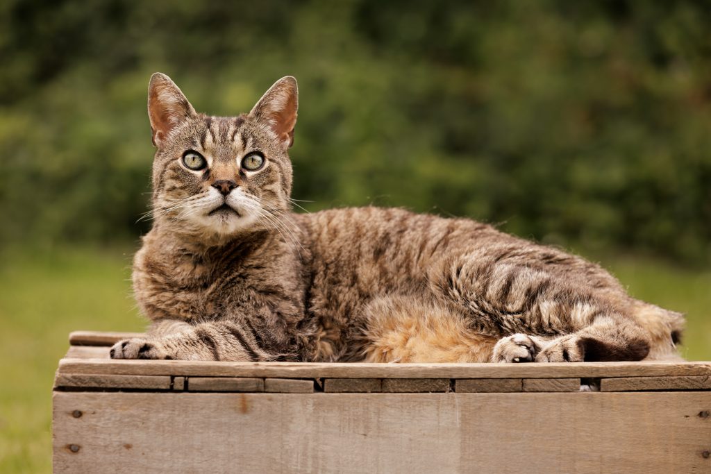 Foto Louis, mijn eigen kat die geniet van een healing
